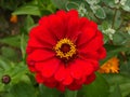 Zinnia Red Flower Royalty Free Stock Photo