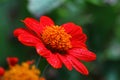 Zinnia Red Flower close-up Royalty Free Stock Photo