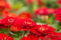 Zinnia, red flower in the garden Royalty Free Stock Photo