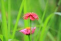Zinnia Red Flower Leaf , Garden Macro Royalty Free Stock Photo