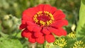 Zinnia Red Flower Sway In the Wind