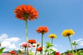 Zinnia in the sky Royalty Free Stock Photo