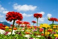 Zinnia and sky Royalty Free Stock Photo