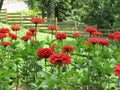 Zinnia Thumbelina flowers . Dwarf zinnia Zinnia elegans with double red flower