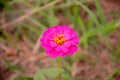 Zinnia violacea Cav dark pink