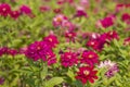 Zinnia Violacea Cav Flower