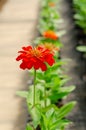 Close upÃ¢â¬â¹ ofÃ¢â¬â¹ orange Zinnia flower in flower pot