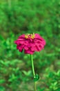 Zinnia