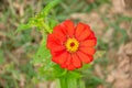 Zinnia violacea Cav orange