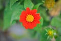 Zinnia violacea Cav, Z violacea or Plantae, Asteraceae or Magnoliopsida or Zinnia violacea