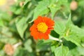 Zinnia violacea Cav, Z violacea or Plantae, Asteraceae or Magnoliopsida or Zinnia violacea