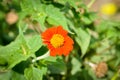 Zinnia violacea Cav, Z violacea or Plantae, Asteraceae or Magnoliopsida or Zinnia violacea