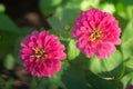 Zinnia violacea flower blossom as flora background Royalty Free Stock Photo