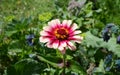 Zinnia Whirligig flower with multicoloured pink petals