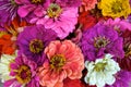 Zinnias Royalty Free Stock Photo