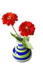 Zinnias Royalty Free Stock Photo