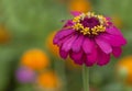 Zinnias