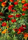 Zinnias are annual plants, shrubs and sub-shrubs growing mainly in North America, Zinnias can be white, greenish yellow, yellow, Royalty Free Stock Photo