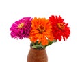 Zinnias are beautiful in a vase Royalty Free Stock Photo