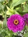 Zinnias Flowers. Beautiful pink flower with yellow center Royalty Free Stock Photo