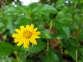 Zinnia flowers make a massive burst of color in your garden