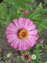 Zinnias seem especially