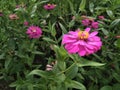 Zinnias seem especially