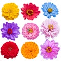 Zinnias Set Royalty Free Stock Photo