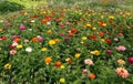 Zinnia flowering lawn