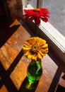 Zinnias in a Vase Royalty Free Stock Photo