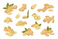 zinziber gingers set. cut ginger roots slices, cartoon tea gingers isolated on white background. vector cartoon flat