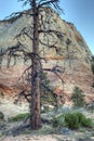 Zion National Park Royalty Free Stock Photo