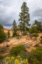 Zion national park, with beautiful colored rocks Royalty Free Stock Photo