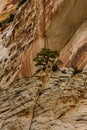 Zion national park, with beautiful colored rocks Royalty Free Stock Photo