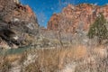 Zion National Park. Cattail seeds float in the air Royalty Free Stock Photo
