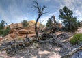 Zion National Park dead tree Royalty Free Stock Photo