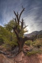 Zion National Park dead tree Royalty Free Stock Photo