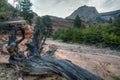 Zion National Park dead tree Royalty Free Stock Photo