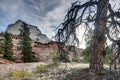 Zion National Park dead tree Royalty Free Stock Photo