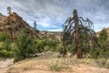 Zion National Park dead tree Royalty Free Stock Photo