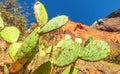 Zion National Park landscape with cactus foreground