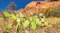 Zion National Park landscape with cactus foreground