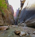 Zion National Park Narrows Trail through the virgin river Royalty Free Stock Photo