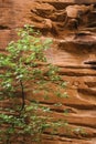 Zion National Park red sandstone wall formation with a green tree Royalty Free Stock Photo