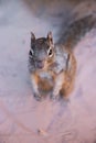 Zion National Park Riverside walk trail in Utah with closeup of rock squirrel on top of stone by Virgin river water Royalty Free Stock Photo