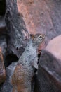 Zion National Park Riverside walk trail in Utah with closeup of rock squirrel on top of stone by Virgin river water Royalty Free Stock Photo