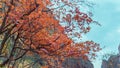Zion national park trees autumn season
