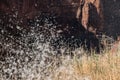 Zion National Park. Cattail seeds in the air Royalty Free Stock Photo