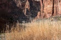 Zion National Park. Cattail seeds in the air Royalty Free Stock Photo