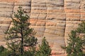 Zion National Park, Details of Checkerboard Mesa behind Pines, Southwest Desert, Utah, USA